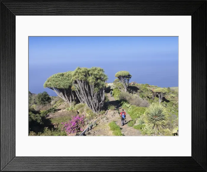 Framed Print : Hiking path and Canarian dragon tree (Dracaena draco), Las Tricias, La Palma, Canary Islands Framed Print : Hiking path and Canarian dragon tree (Dracaena draco), Las Tricias, La Palma, Canary Islands