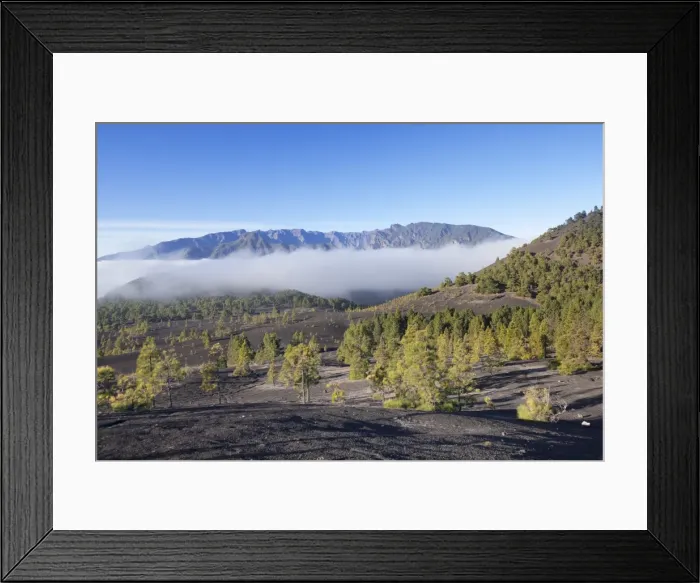 Framed Print : Canarian Pines (Pinus canariensis), Cumbre Vieja, UNESCO Biosphere Reserve, La Palma Framed Print : Canarian Pines (Pinus canariensis), Cumbre Vieja, UNESCO Biosphere Reserve, La Palma