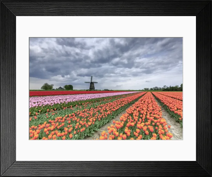Framed Print : Dark clouds over fields of multicolored tulips and windmill, Berkmeer, Koggenland Framed Print : Dark clouds over fields of multicolored tulips and windmill, Berkmeer, Koggenland