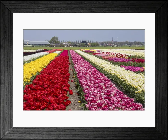 Framed Print : Multicolored tulip fields frame the village in spring, Berkmeer, Koggenland, North Holland Framed Print : Multicolored tulip fields frame the village in spring, Berkmeer, Koggenland, North Holland