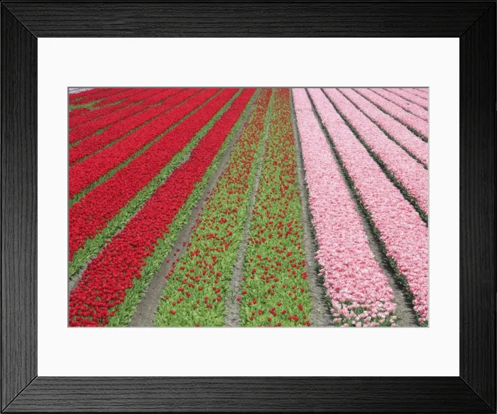 Framed Print : The colorful tulip fields in spring, Berkmeer, Koggenland, North Holland, Netherlands Framed Print : The colorful tulip fields in spring, Berkmeer, Koggenland, North Holland, Netherlands