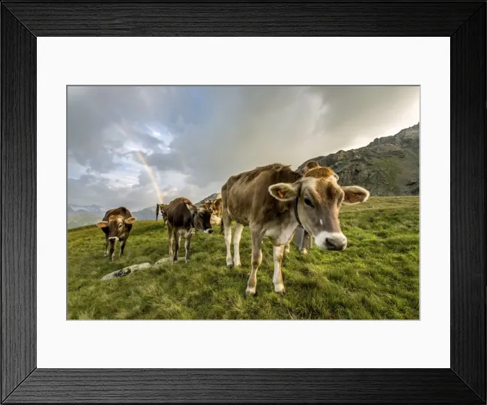 Framed Print : Rainbow frames a herd of cows grazing in the green pastures of Campagneda Alp, Valmalenco Framed Print : Rainbow frames a herd of cows grazing in the green pastures of Campagneda Alp, Valmalenco