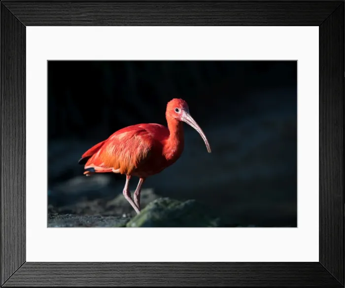 Framed Print : The scarlet ibis (Eudocimus ruber), United Kingdom, Europe Framed Print : The scarlet ibis (Eudocimus ruber), United Kingdom, Europe