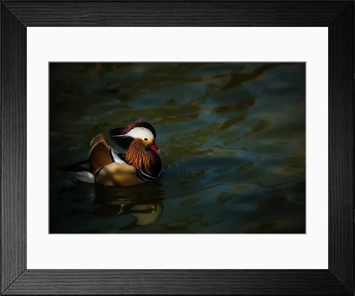 Framed Print : The mandarin duck (Aix galericulata), United Kingdom, Europe