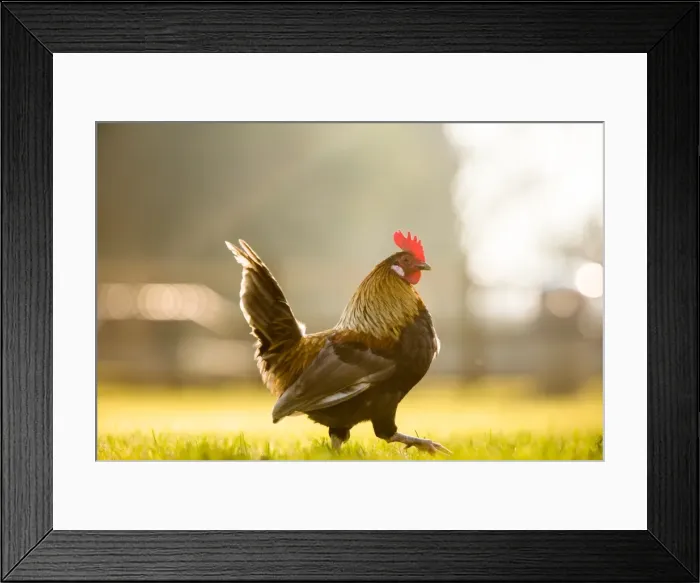 Framed Print : Cockerel at sunrise, United Kingdom, Europe Framed Print : Cockerel at sunrise, United Kingdom, Europe
