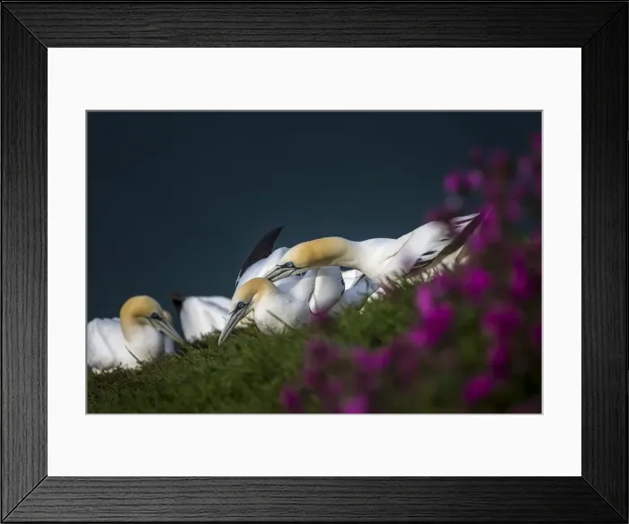 Framed Print : Gannets (Morus bassanus) at sunset squabbling over territory on Bempton Cliffs, Yorkshire Framed Print : Gannets (Morus bassanus) at sunset squabbling over territory on Bempton Cliffs, Yorkshire