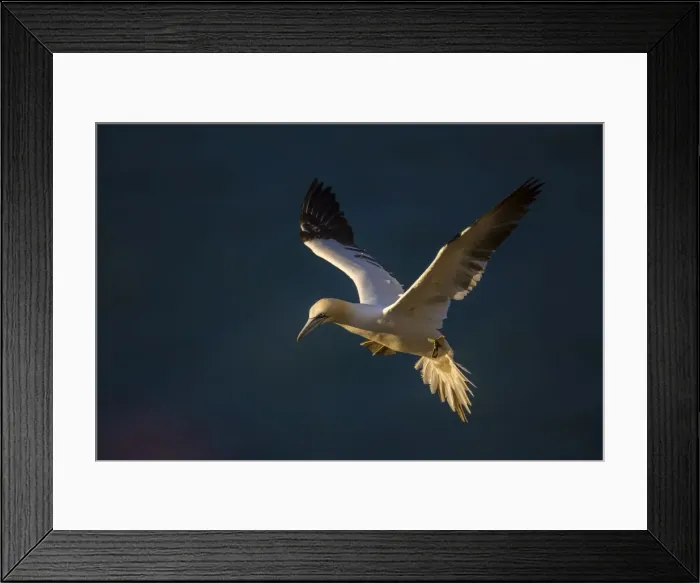 Framed Print : Gannet (Morus bassanus) in flight at sunset on Bempton Cliffs, Yorkshire, England Framed Print : Gannet (Morus bassanus) in flight at sunset on Bempton Cliffs, Yorkshire, England