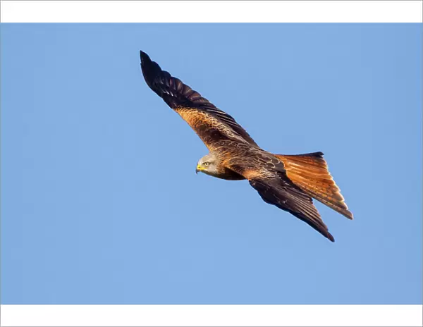 Red kite (Milvus milvus) in flight, Rhayader, Wales, United Kingdom, Europe