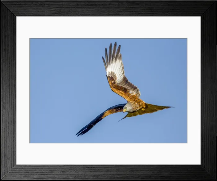 Framed Print : Red kite (Milvus milvus) in flight preparing to dive, Rhayader, Wales, United Kingdom Framed Print : Red kite (Milvus milvus) in flight preparing to dive, Rhayader, Wales, United Kingdom