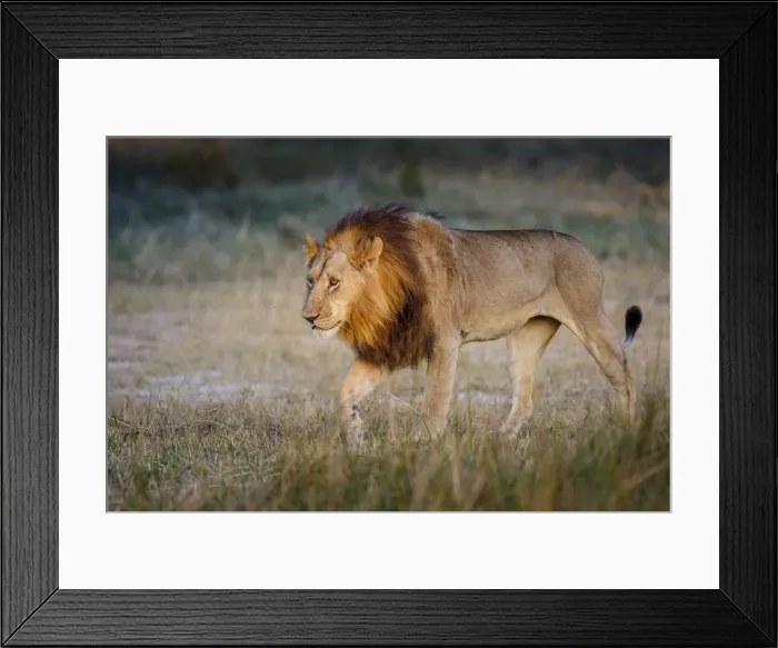 Framed Print : Male lion (Panthera leo), Moremi, Okavango Delta, Botswana, Africa Framed Print : Male lion (Panthera leo), Moremi, Okavango Delta, Botswana, Africa