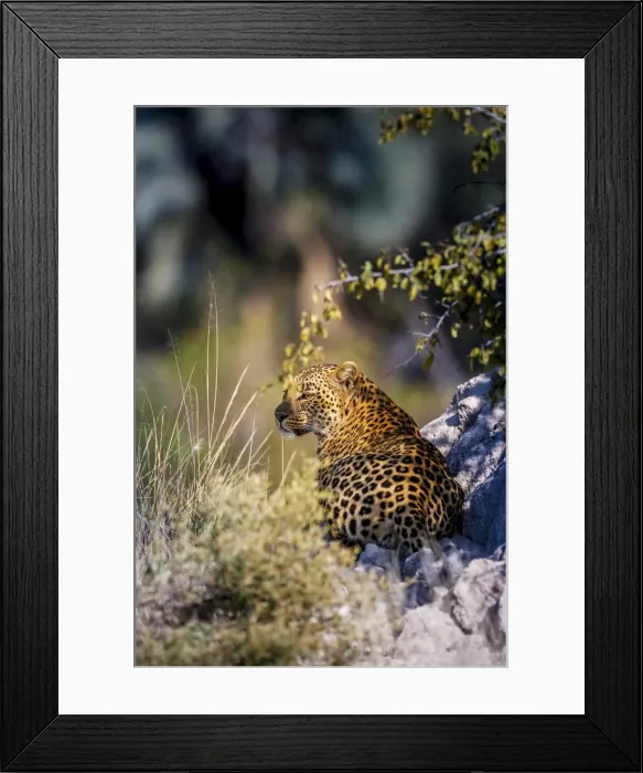 Framed Print : Leopard (Panthera pardus) resting on a termite mound, Moremi, Okavango Delta, Botswana Framed Print : Leopard (Panthera pardus) resting on a termite mound, Moremi, Okavango Delta, Botswana
