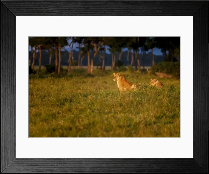 Framed Print : Lions (Panthera leo) resting at sunrise, Masai Mara, Kenya, East Africa, Africa