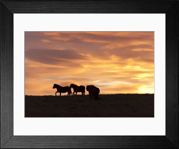 Framed Print : Welsh ponies silhouetted against the dawn sky on the Mynydd Epynt high moorland, Powys Framed Print : Welsh ponies silhouetted against the dawn sky on the Mynydd Epynt high moorland, Powys