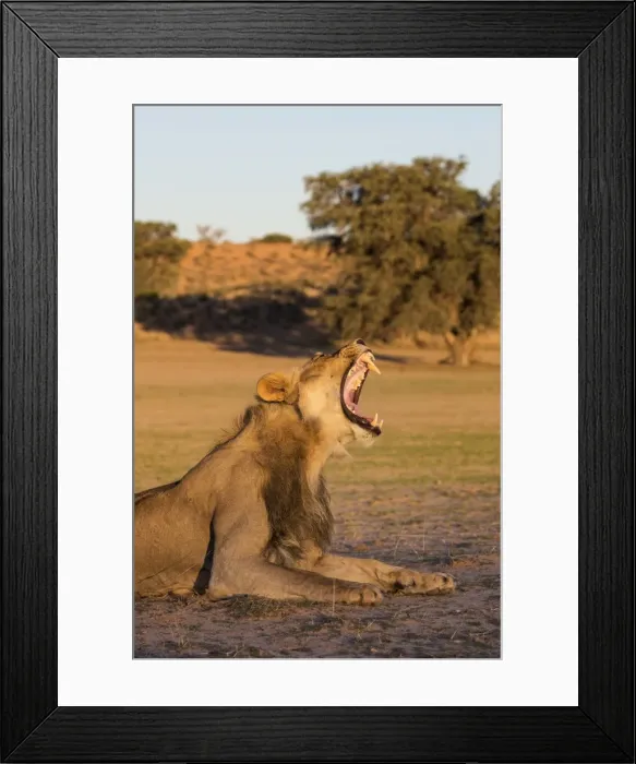 Framed Print : Male lion (Panthera leo) yawning, Kgalagadi Transfrontier Park, Northern Cape, South Africa Framed Print : Male lion (Panthera leo) yawning, Kgalagadi Transfrontier Park, Northern Cape, South Africa