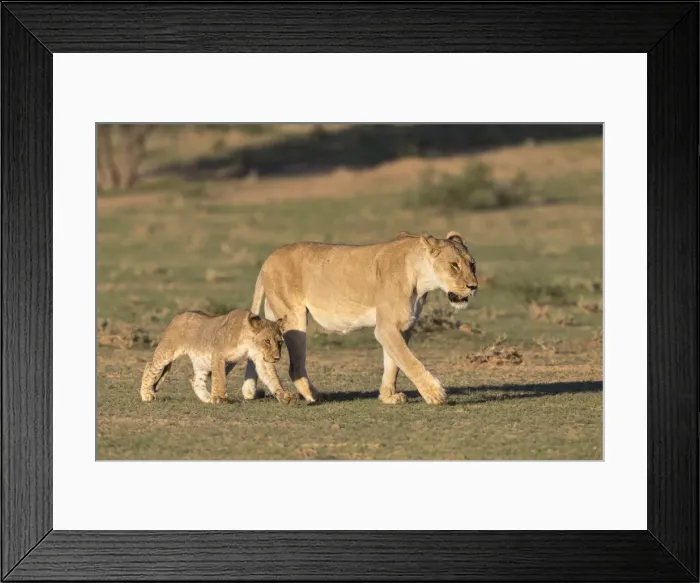 Framed Print : Lioness with cub (Panthera leo), Kgalagadi Transfrontier Park, Northern Cape, South Africa Framed Print : Lioness with cub (Panthera leo), Kgalagadi Transfrontier Park, Northern Cape, South Africa