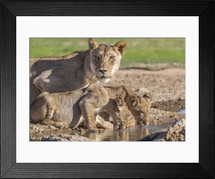 Framed Print : Lioness with cubs (Panthera leo) at water, Kgalagadi Transfrontier Park, Northern Cape Framed Print : Lioness with cubs (Panthera leo) at water, Kgalagadi Transfrontier Park, Northern Cape
