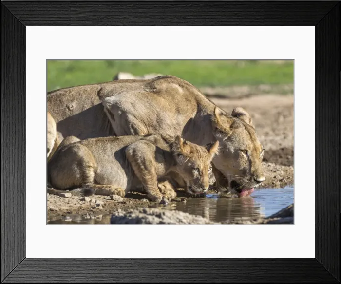 Framed Print : Lioness with cub (Panthera leo) drinking, Kgalagadi Transfrontier Park, Northern Cape Framed Print : Lioness with cub (Panthera leo) drinking, Kgalagadi Transfrontier Park, Northern Cape