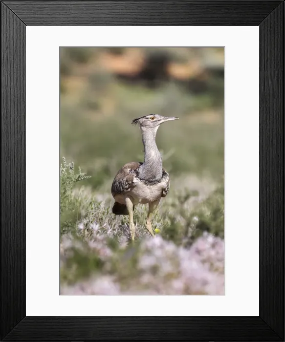 Framed Print : Kori bustard (Ardeotis kori) in nerine flowers in summer, Kgalagadi Transfrontier Park Framed Print : Kori bustard (Ardeotis kori) in nerine flowers in summer, Kgalagadi Transfrontier Park