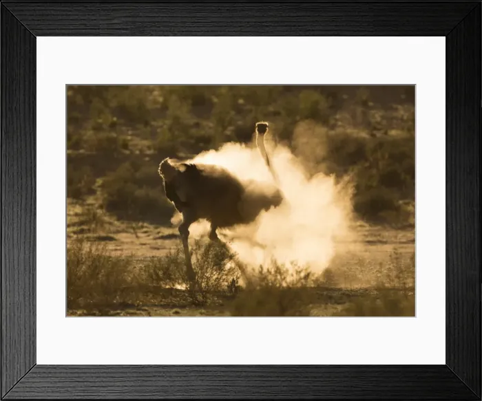 Framed Print : Ostrich (Struthio camelus) dustbathing, Kgalagadi Transfrontier Park, South Africa Framed Print : Ostrich (Struthio camelus) dustbathing, Kgalagadi Transfrontier Park, South Africa