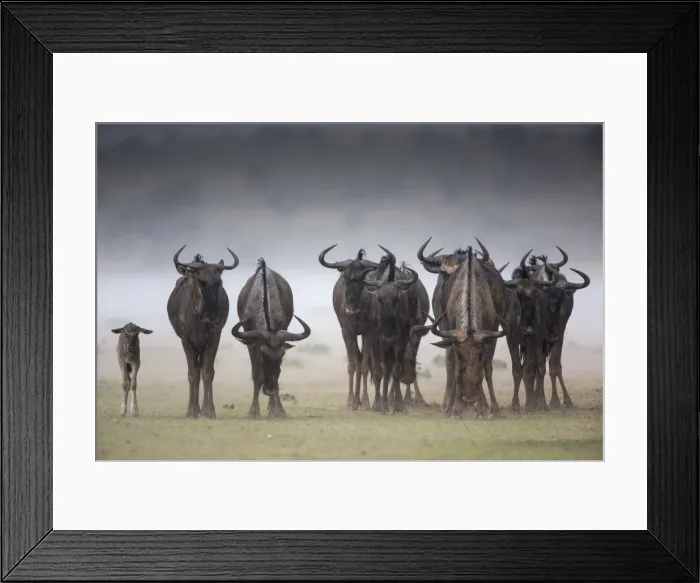 Framed Print : Common (blue) wildebeest (gnu), (Connochaetes taurinus), in rainstorm, Kgalagadi Transfrontier Park Framed Print : Common (blue) wildebeest (gnu), (Connochaetes taurinus), in rainstorm, Kgalagadi Transfrontier Park