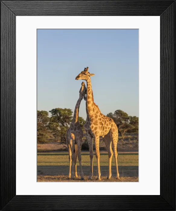 Framed Print : Giraffe (Giraffa camelopardalis) necking, Kgalagadi Transfrontier Park, Northern Cape Framed Print : Giraffe (Giraffa camelopardalis) necking, Kgalagadi Transfrontier Park, Northern Cape