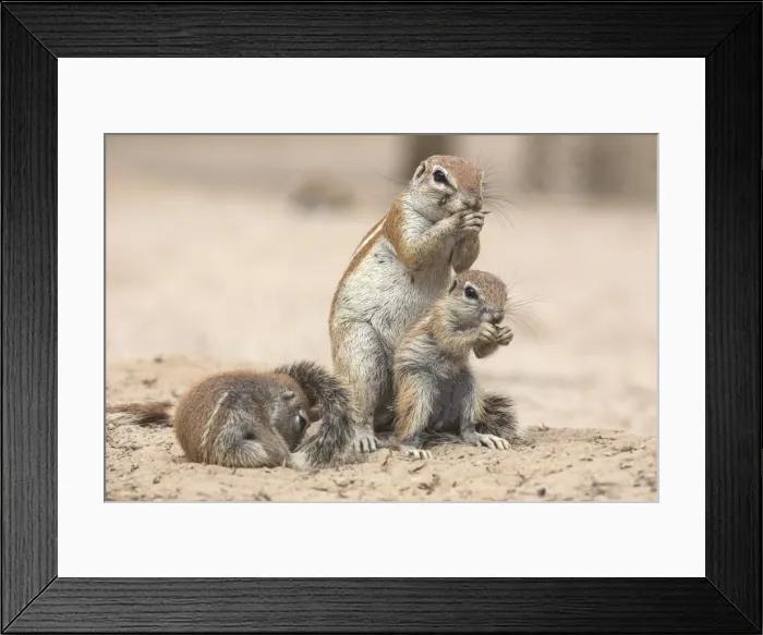 Framed Print : Ground squirrels (Xerus inauris), Kgalagadi Transfrontier Park, Northern Cape, South Africa Framed Print : Ground squirrels (Xerus inauris), Kgalagadi Transfrontier Park, Northern Cape, South Africa