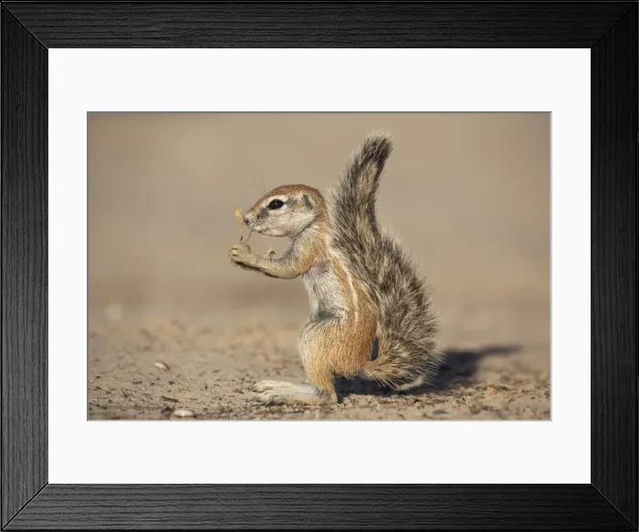 Framed Print : Young ground squirrel (Xerus inauris), Kgalagadi Transfrontier Park, Northern Cape Framed Print : Young ground squirrel (Xerus inauris), Kgalagadi Transfrontier Park, Northern Cape
