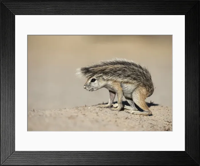 Framed Print : Ground squirrel (Xerus inauris) young, Kgalagadi Transfrontier Park, Northern Cape Framed Print : Ground squirrel (Xerus inauris) young, Kgalagadi Transfrontier Park, Northern Cape
