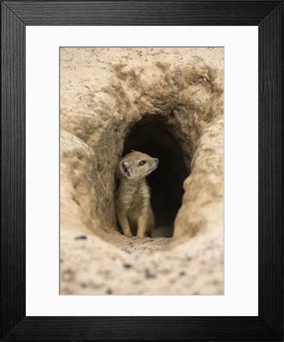 Framed Print : Young yellow mongoose (Cynictis penicillata) at burrow, Kgalagadi Transfrontier Park Framed Print : Young yellow mongoose (Cynictis penicillata) at burrow, Kgalagadi Transfrontier Park