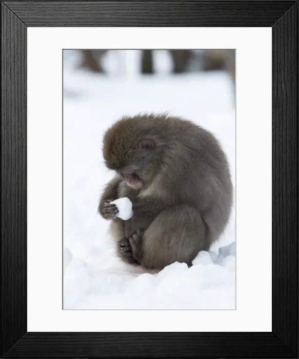 Framed Print : Snow monkey (Macaca fuscata), Japanese macaque, captive, Highland Wildlife Park, Kingussie Framed Print : Snow monkey (Macaca fuscata), Japanese macaque, captive, Highland Wildlife Park, Kingussie