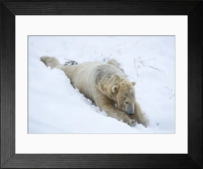 Framed Print : Polar bear (Ursus maritimus) male, captive, Highland Wildlife Park, Kingussie, Scotland Framed Print : Polar bear (Ursus maritimus) male, captive, Highland Wildlife Park, Kingussie, Scotland