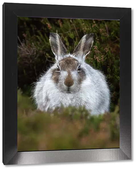 Mountain hare (Lepus timidus) in winter coat, Scottish Highlands, Scotland, United Kingdom