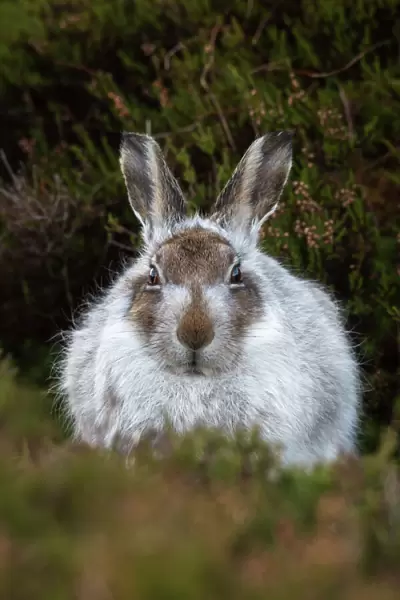 Mountain hare (Lepus timidus) in winter coat, Scottish Highlands, Scotland, United Kingdom