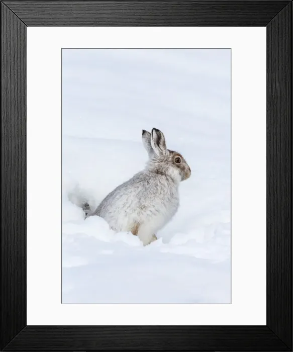 Framed Print : Mountain hare (Lepus timidus) in winter snow, Scottish Highlands, Scotland, United Kingdom Framed Print : Mountain hare (Lepus timidus) in winter snow, Scottish Highlands, Scotland, United Kingdom