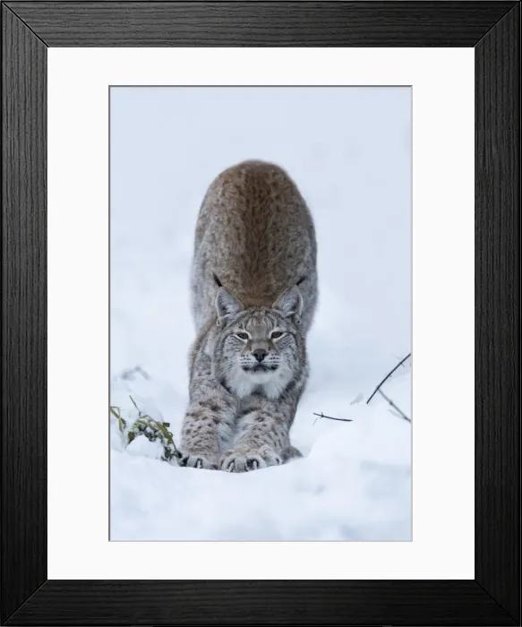 Framed Print : Northern lynx (Lynx lynx lynx), captive, Highland Wildlife Park, Kingussie, Scotland