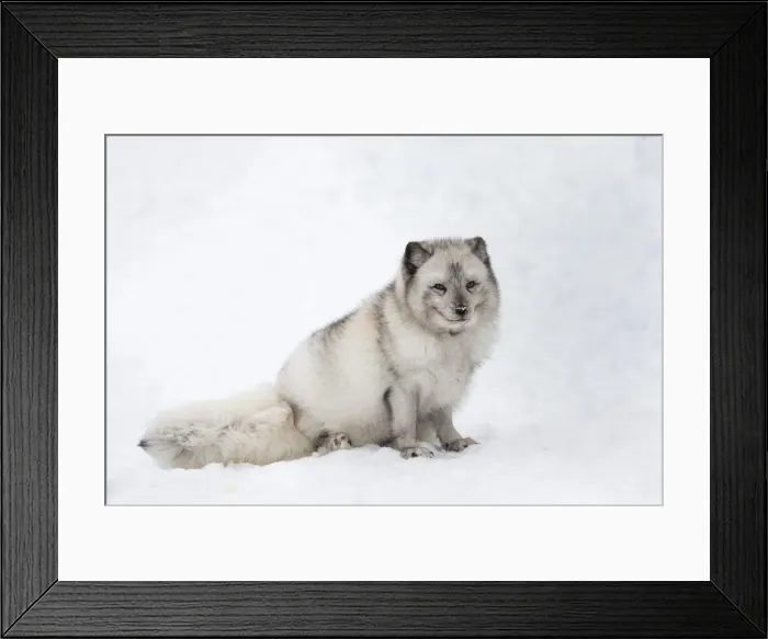Framed Print : Arctic fox vixen (Vulpes lagopus), captive, Highland Wildlife Park, Kingussie, Scottish Highlands Framed Print : Arctic fox vixen (Vulpes lagopus), captive, Highland Wildlife Park, Kingussie, Scottish Highlands