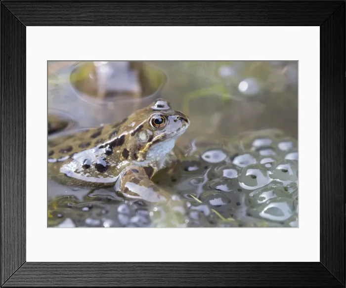 Framed Print : Common frog (Rana temporaria) in spawning pond, Northumberland, England, United Kingdom Framed Print : Common frog (Rana temporaria) in spawning pond, Northumberland, England, United Kingdom