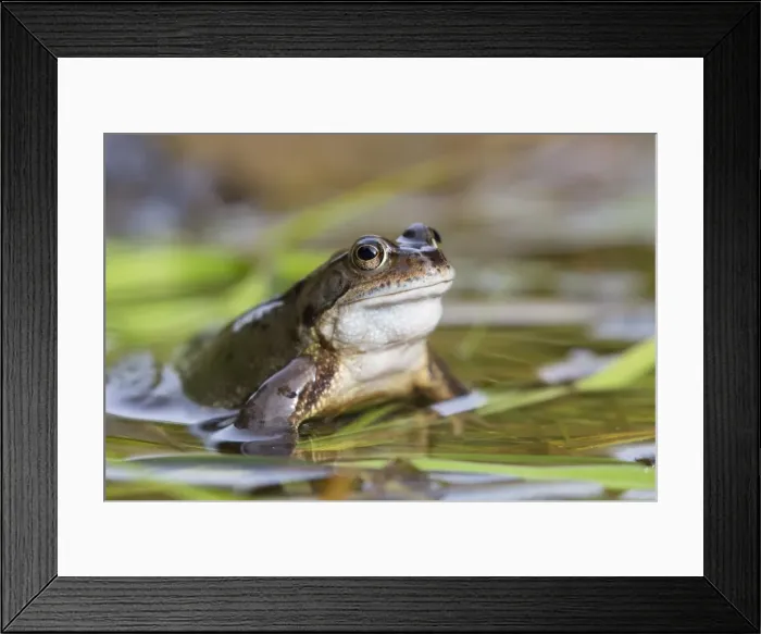 Framed Print : Common frog (Rana temporaria), Northumberland, England, United Kingdom, Europe Framed Print : Common frog (Rana temporaria), Northumberland, England, United Kingdom, Europe