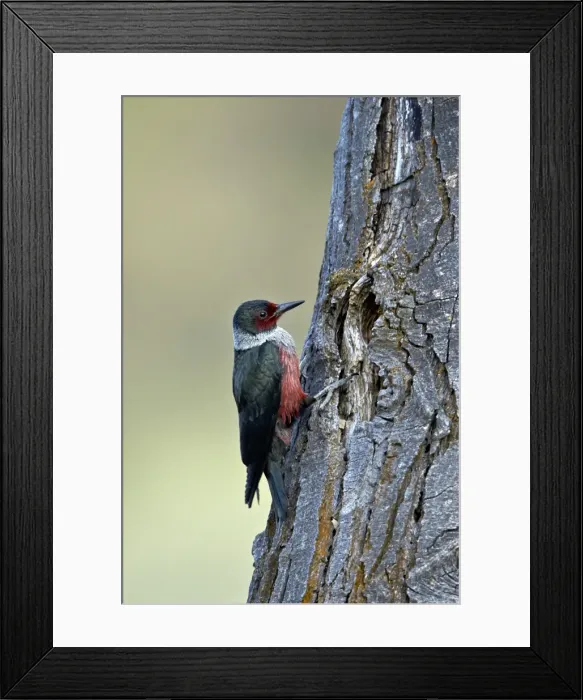Framed Print : Lewiss woodpecker (Melanerpes lewis), Okanogan County, Washington, United States of America Framed Print : Lewiss woodpecker (Melanerpes lewis), Okanogan County, Washington, United States of America