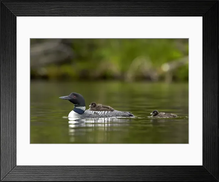 Framed Print : Common loon (Gavia immer) adult and two chicks, Lac Le Jeune Provincial Park, British Columbia Framed Print : Common loon (Gavia immer) adult and two chicks, Lac Le Jeune Provincial Park, British Columbia