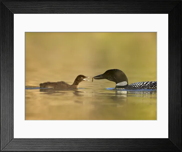 Framed Print : Common loon (Gavia immer) adult feeding a chick, Lac Le Jeune Provincial Park, British Columbia Framed Print : Common loon (Gavia immer) adult feeding a chick, Lac Le Jeune Provincial Park, British Columbia