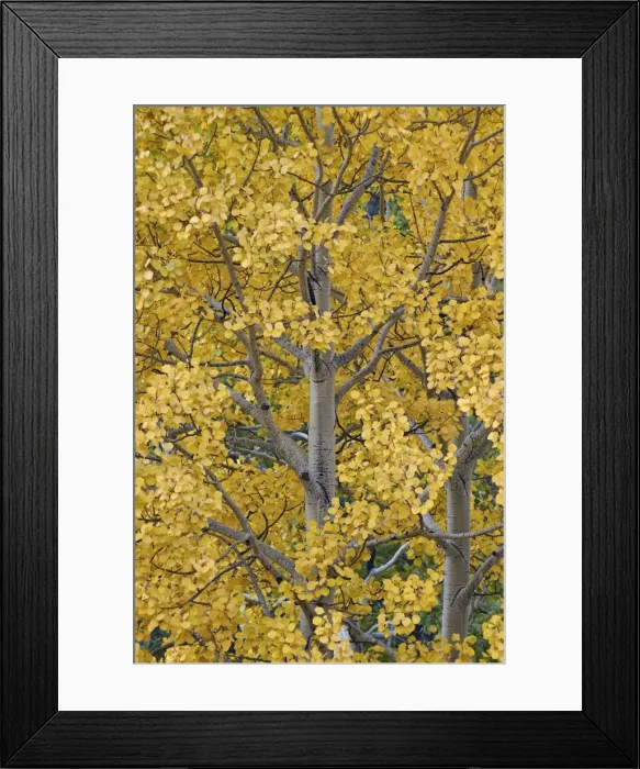 Framed Print : Yellow aspen in the fall, Uncompahgre National Forest, Colorado, United States of America Framed Print : Yellow aspen in the fall, Uncompahgre National Forest, Colorado, United States of America