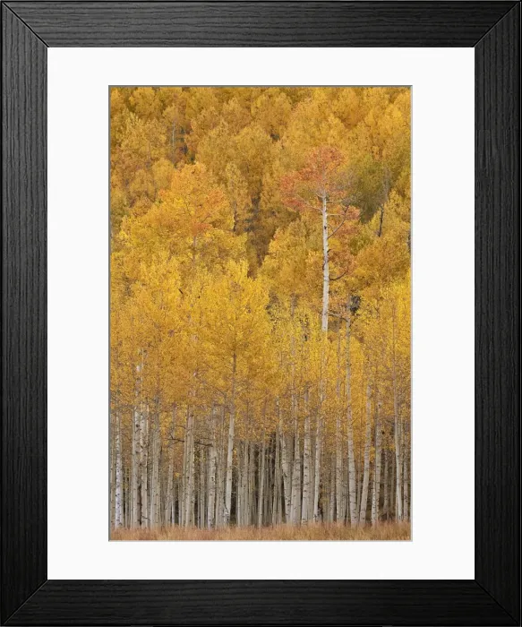 Framed Print : Yellow and orange aspen in the fall, Uncompahgre National Forest, Colorado, United Framed Print : Yellow and orange aspen in the fall, Uncompahgre National Forest, Colorado, United
