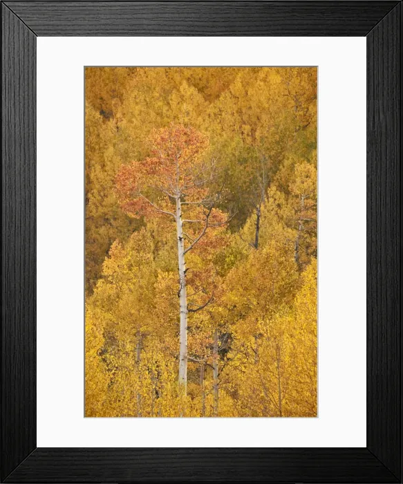 Framed Print : Yellow and orange aspen in the fall, Uncompahgre National Forest, Colorado, United Framed Print : Yellow and orange aspen in the fall, Uncompahgre National Forest, Colorado, United