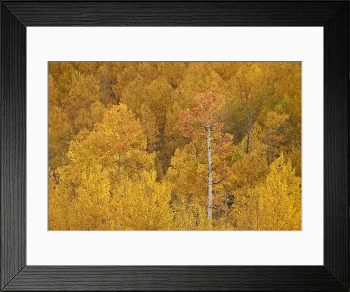 Framed Print : Yellow and orange aspen in the fall, Uncompahgre National Forest, Colorado, United Framed Print : Yellow and orange aspen in the fall, Uncompahgre National Forest, Colorado, United