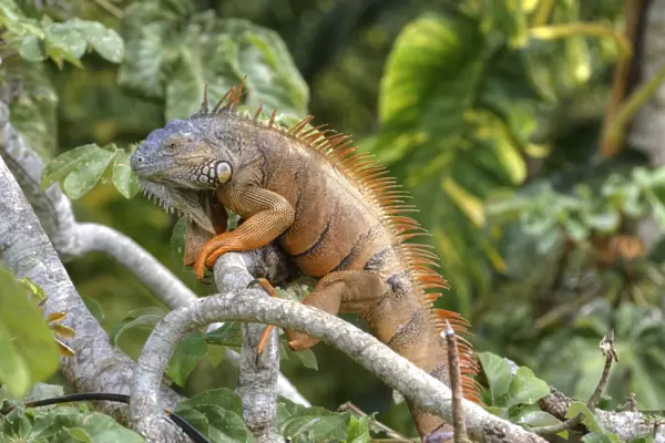 Green Iguana (Iguana iguana), Green Iguana Project, San Ignacio, Belize, Central America