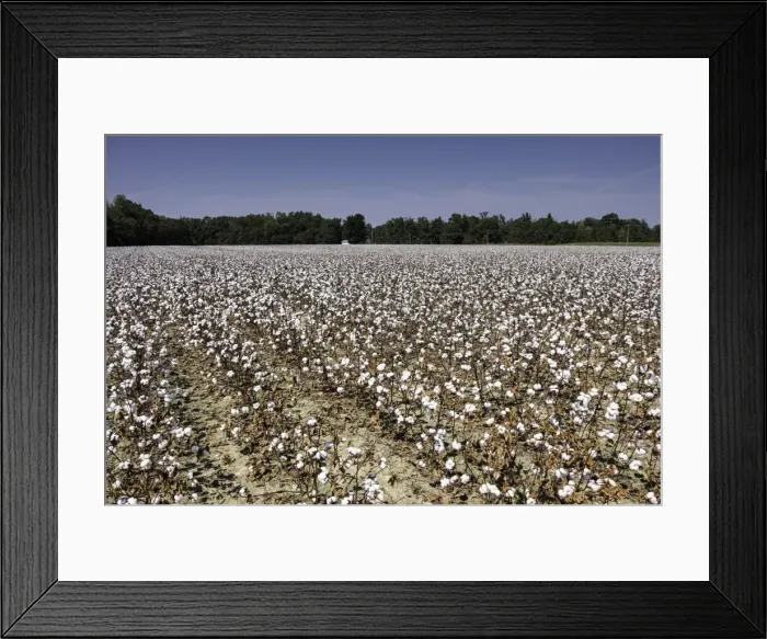 Framed Print : Cotton fields in Alabama, United States of America, North America Framed Print : Cotton fields in Alabama, United States of America, North America