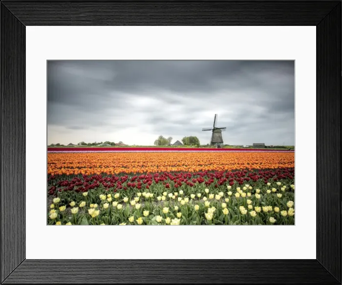 Framed Print : Spring clouds over fields of multicolored tulips and windmill, Berkmeer, Koggenland Framed Print : Spring clouds over fields of multicolored tulips and windmill, Berkmeer, Koggenland