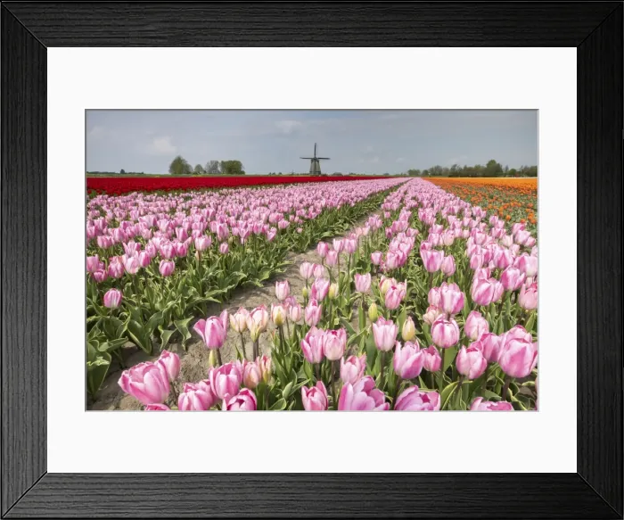 Framed Print : Multicolored tulip fields frame the windmill in spring, Berkmeer, Koggenland, North Holland Framed Print : Multicolored tulip fields frame the windmill in spring, Berkmeer, Koggenland, North Holland
