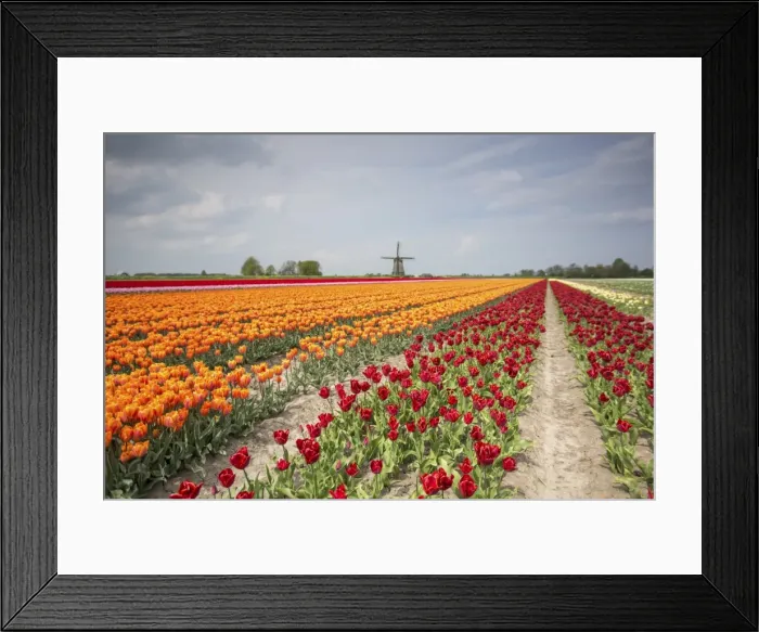 Framed Print : Spring clouds over fields of multicolored tulips and windmill, Berkmeer, Koggenland Framed Print : Spring clouds over fields of multicolored tulips and windmill, Berkmeer, Koggenland